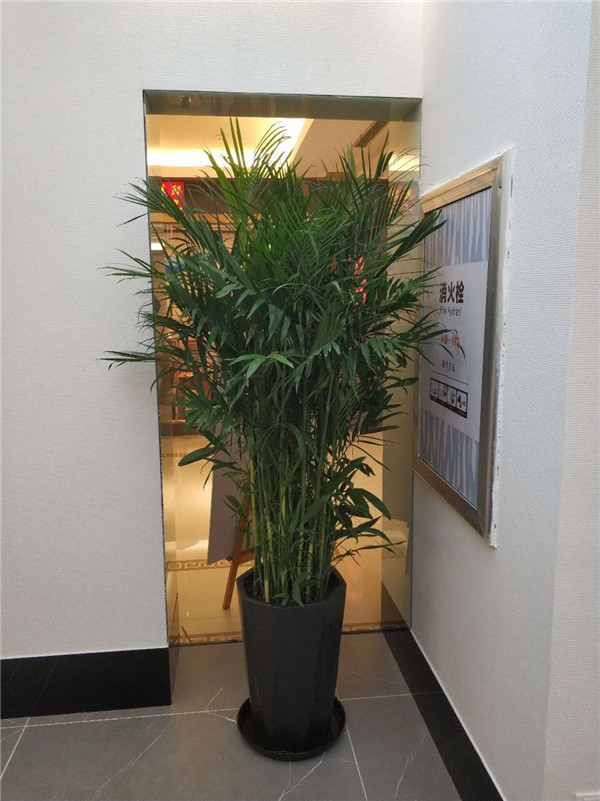 寫(xiě)字樓通用中型型綠植..